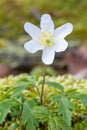 Wood anemone, Anemone nemorosa, close-up white flower in  moss Royalty Free Stock Photo